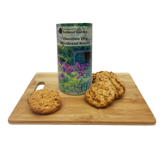 Botanic Garden Biscuit Drum - Chocolate Chip