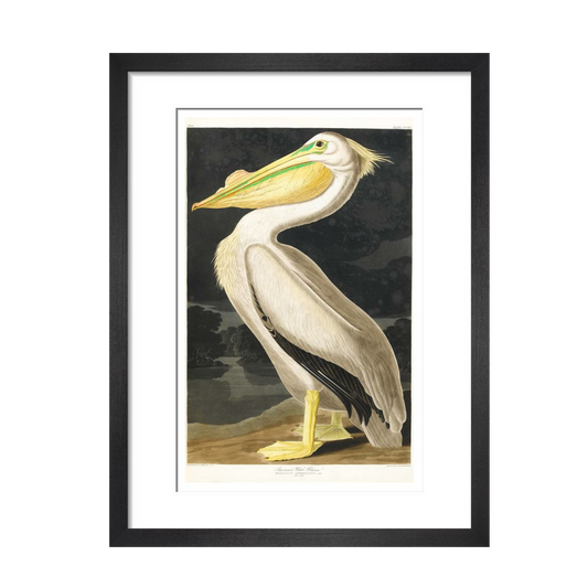American White Pelican - Art print