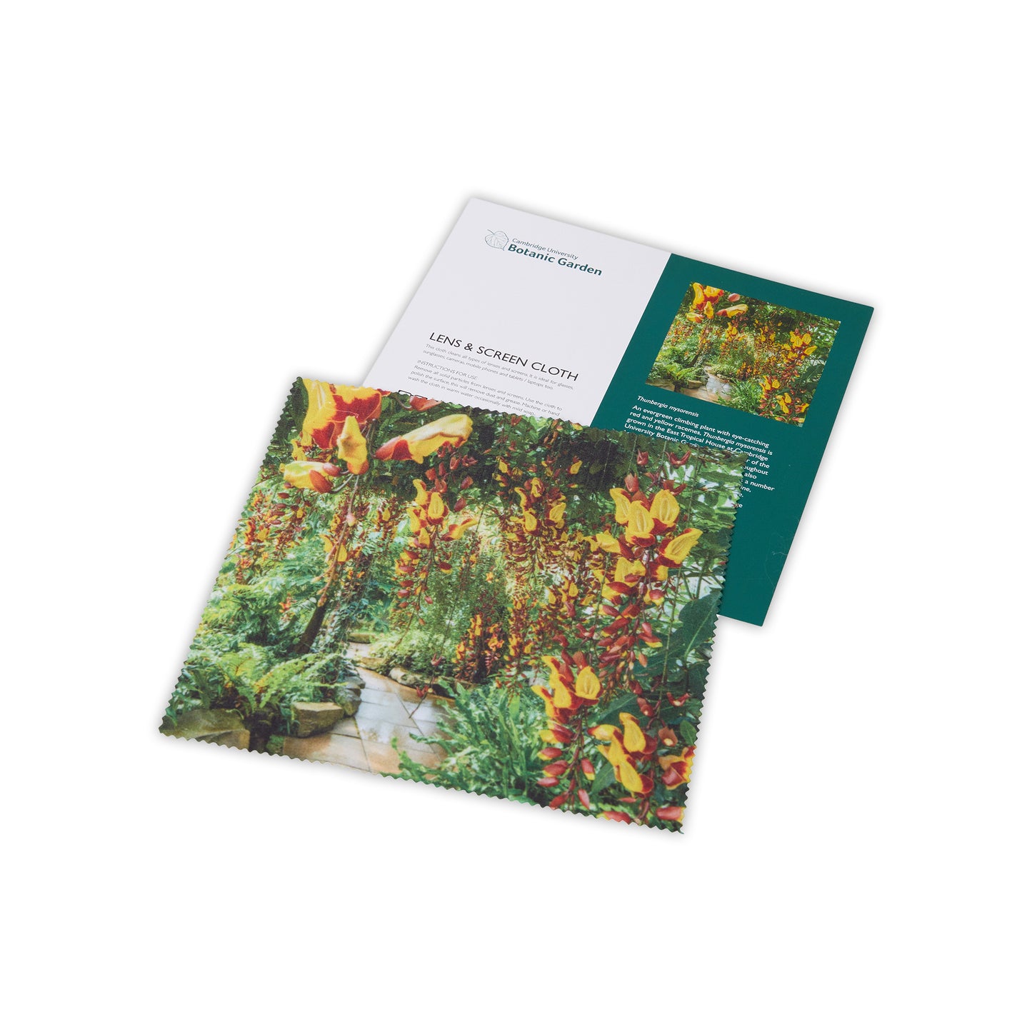 Thunbergia Mysorensis - Lens and screen cloth