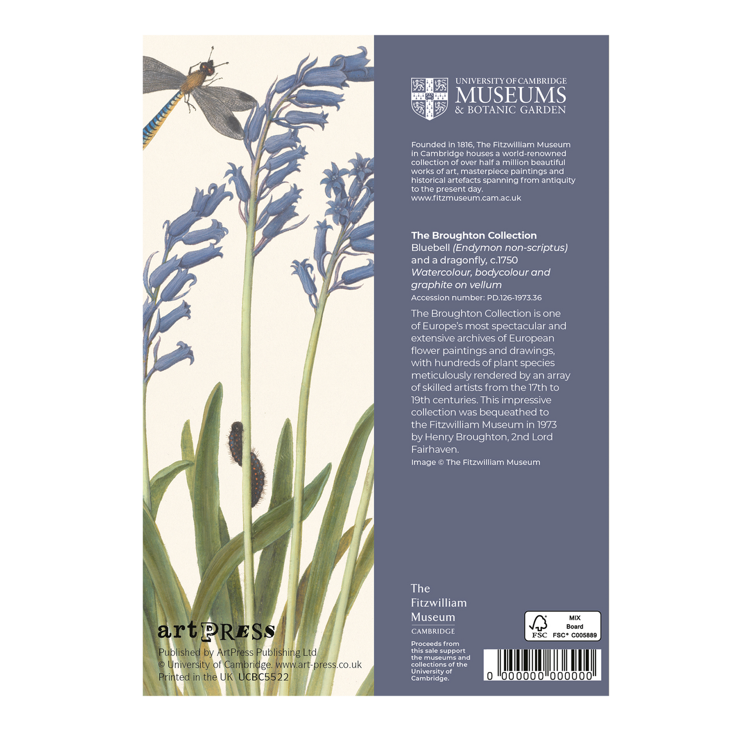 Bluebell and Dragonfly - Greeting card
