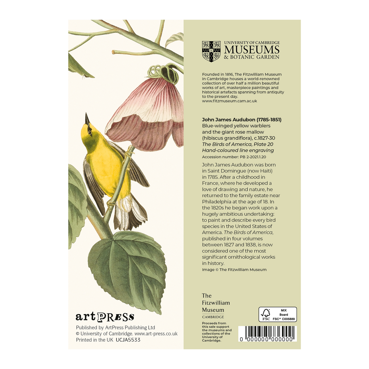 Blue-winged Yellow Warblers and Rose Mallow - Greeting card