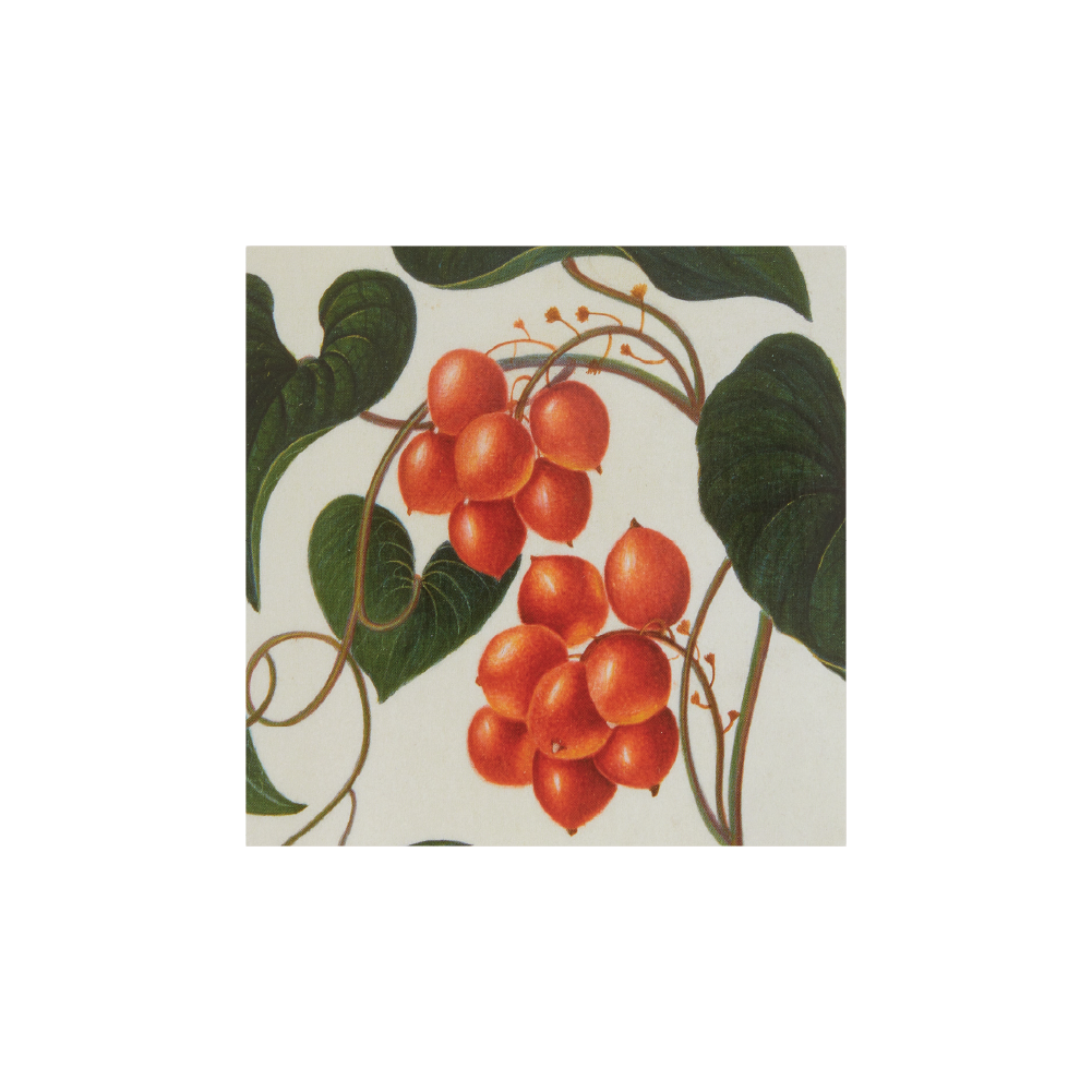 A Christmas card featuring a watercolor illustration of the black bryony plant with heart-shaped leaves and festive red berries.