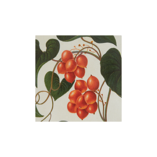 A Christmas card featuring a watercolor illustration of the black bryony plant with heart-shaped leaves and festive red berries.