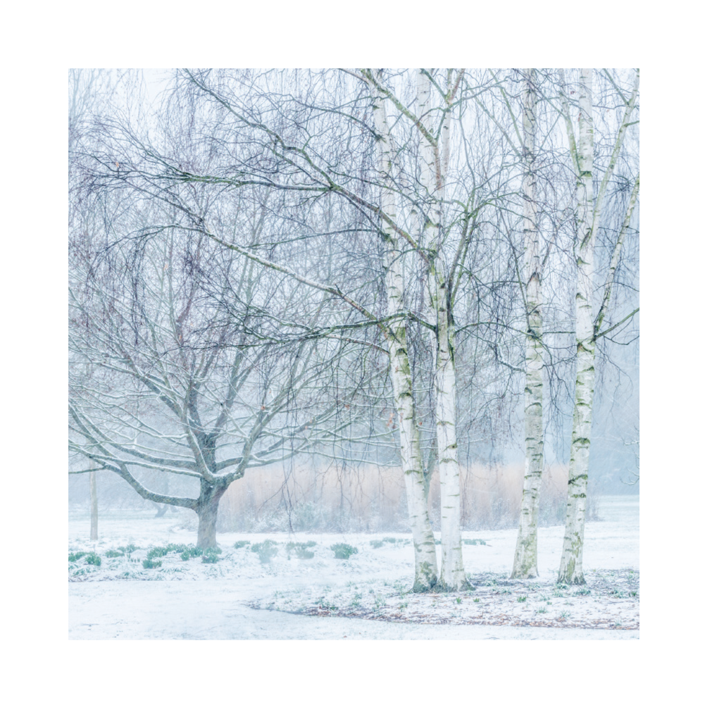 Birch trees in a snowy landscape