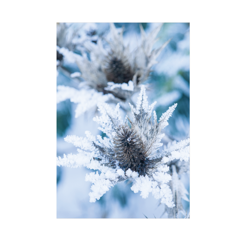 Eryngium giganteum - Christmas card pack