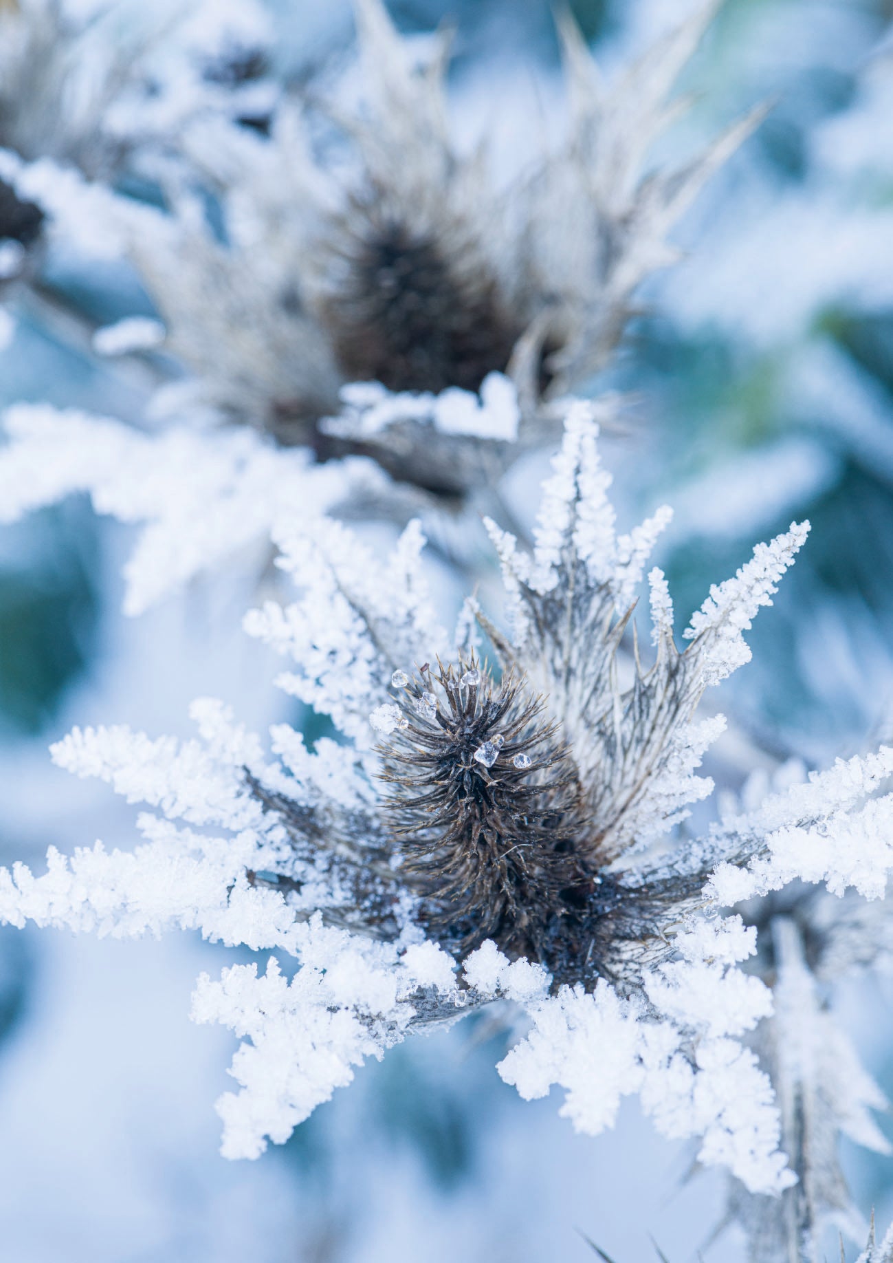 Eryngium giganteum - Christmas card pack