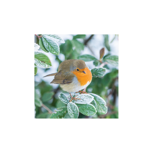 A Christmas card featuring a photograph of a robin perched on a Cotoneaster lacteus bush with hoarfrost, with green leaves in the background.