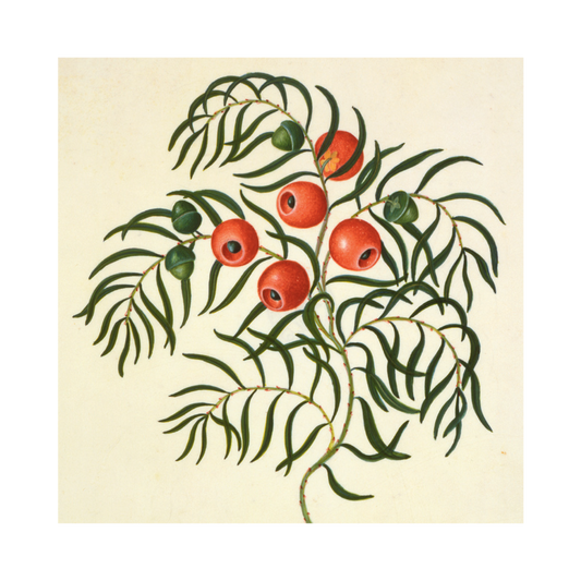 Illustration of a branch with red fruits and green leaves on a beige background