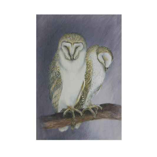 Barn Owls - Christmas card pack