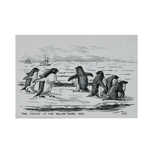 A black and white illustration of penguins on ice, with a ship in the background, titled 'The Coming of the Relief Ships, 1907'.