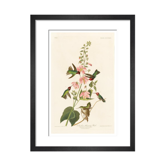 Columbian Humming Bird - Art print