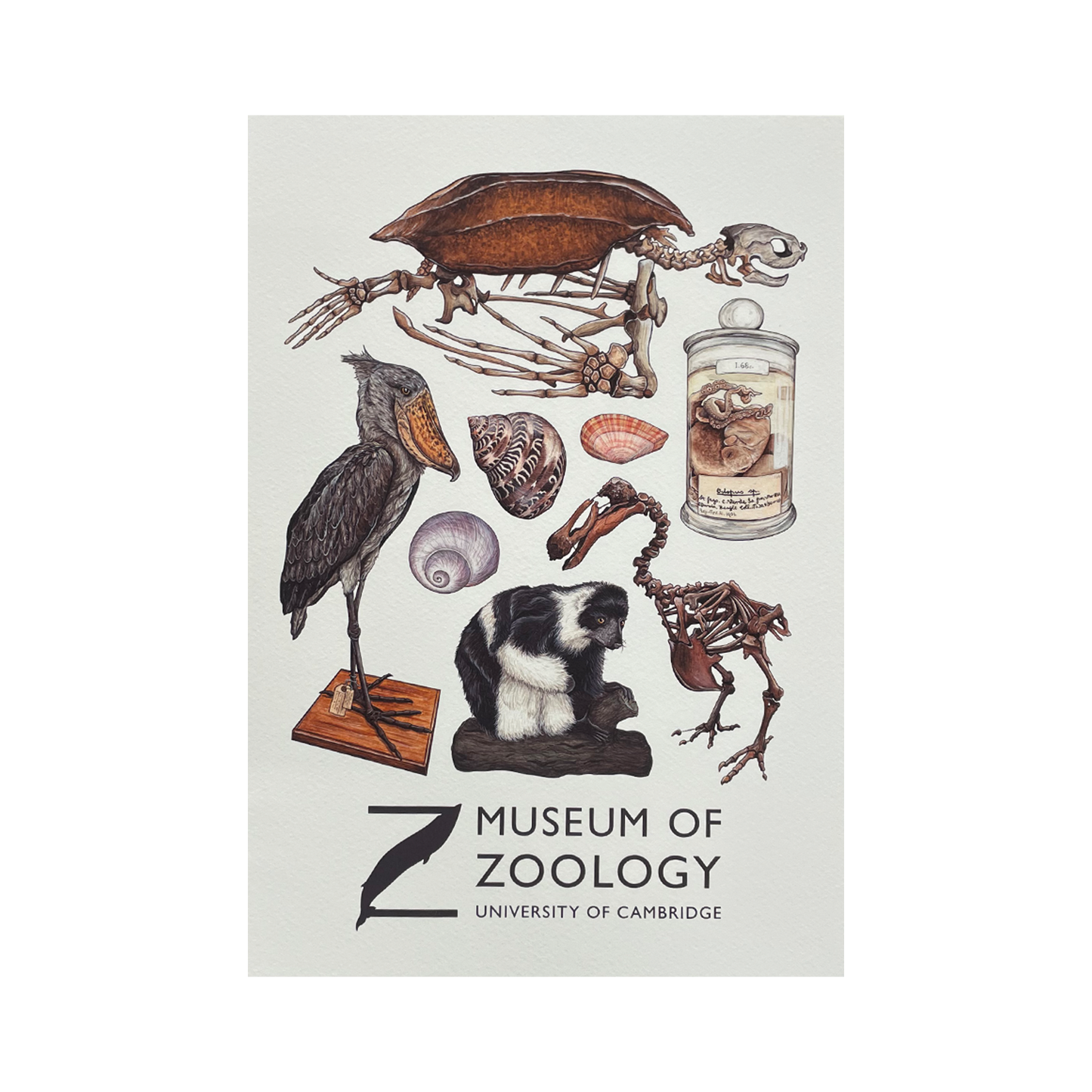 Zoology Animals - A4 print