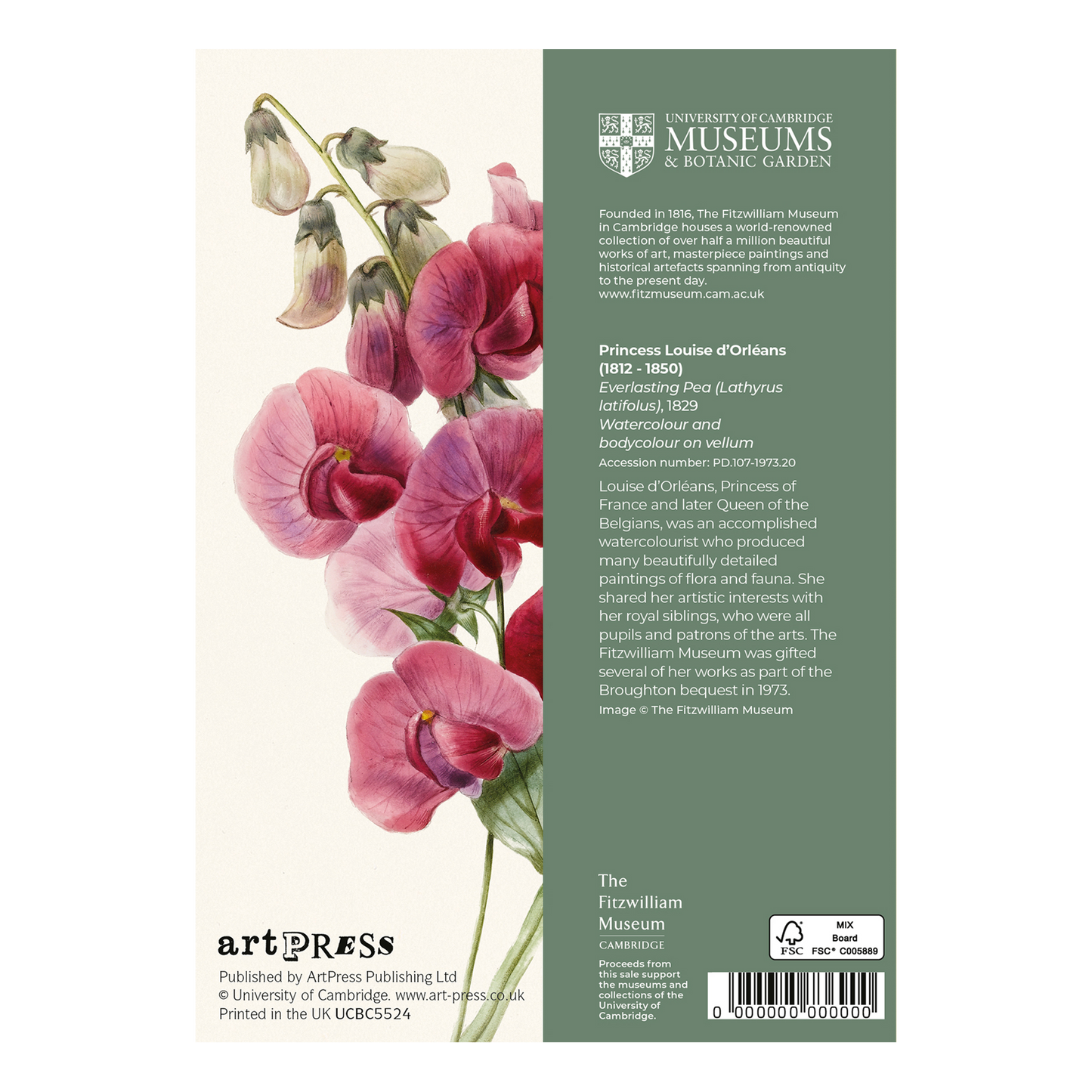 Everlasting Pea - Greeting Card