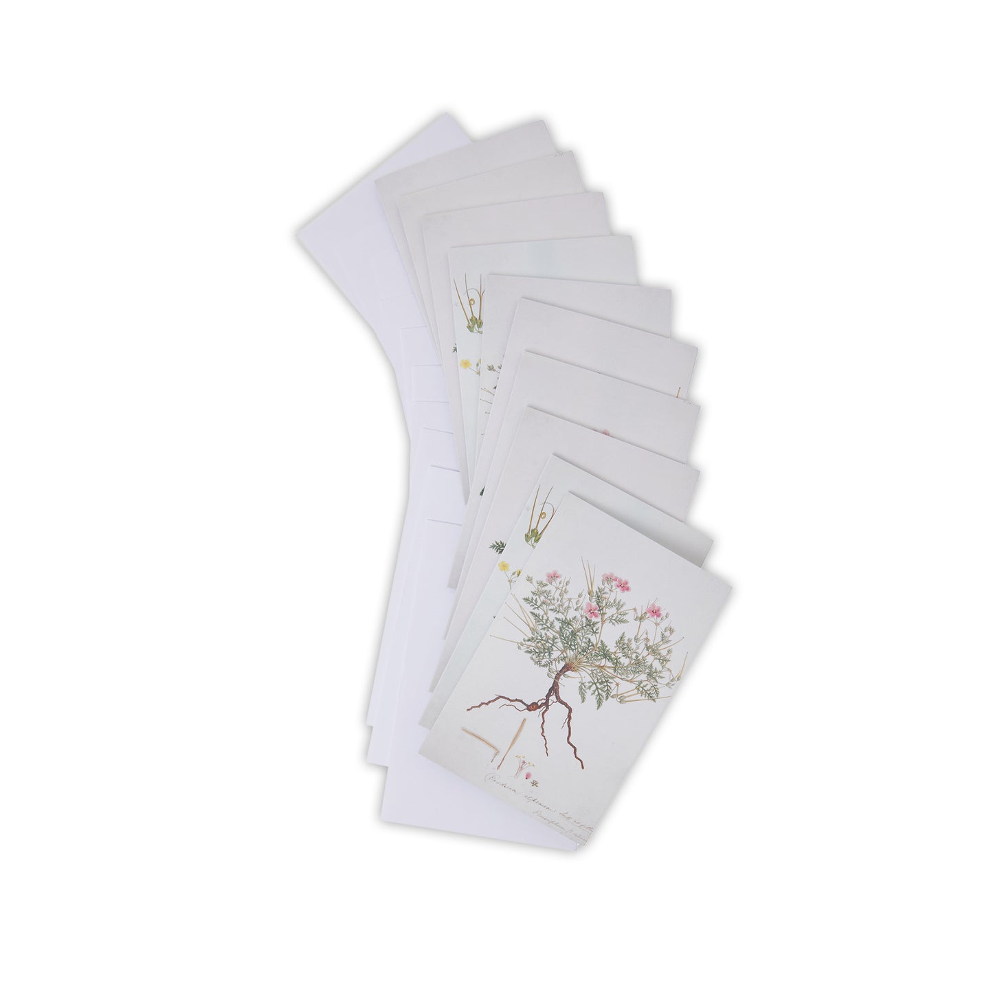 Flora Graeca - Notecard pack