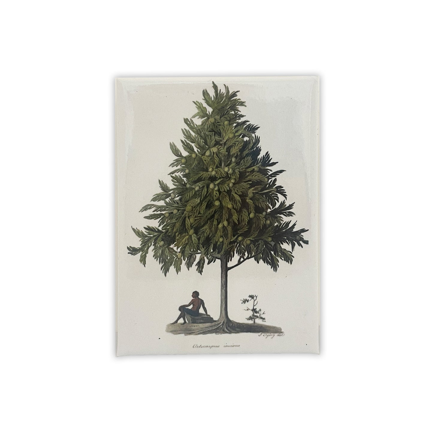 Watercolour of a Breadfruit Tree - Magnet