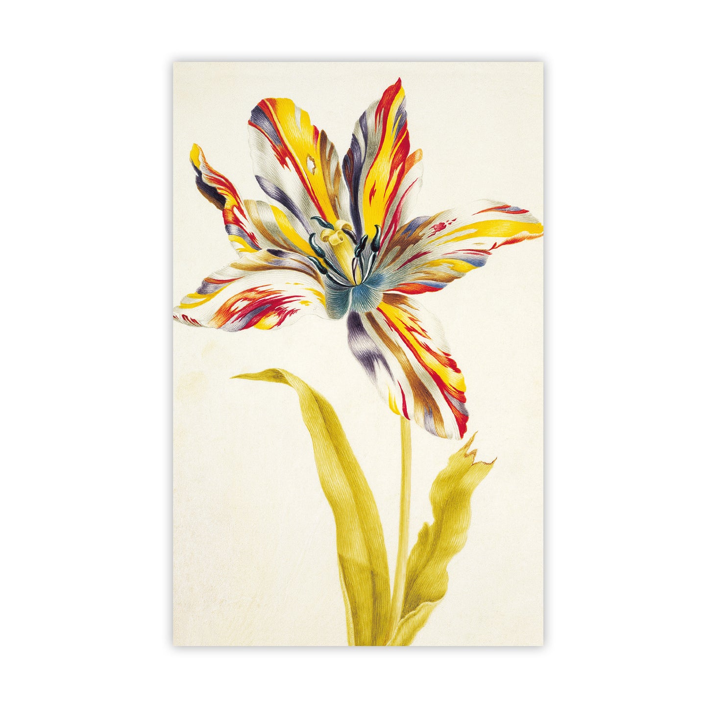 Tulips - Notecard pack