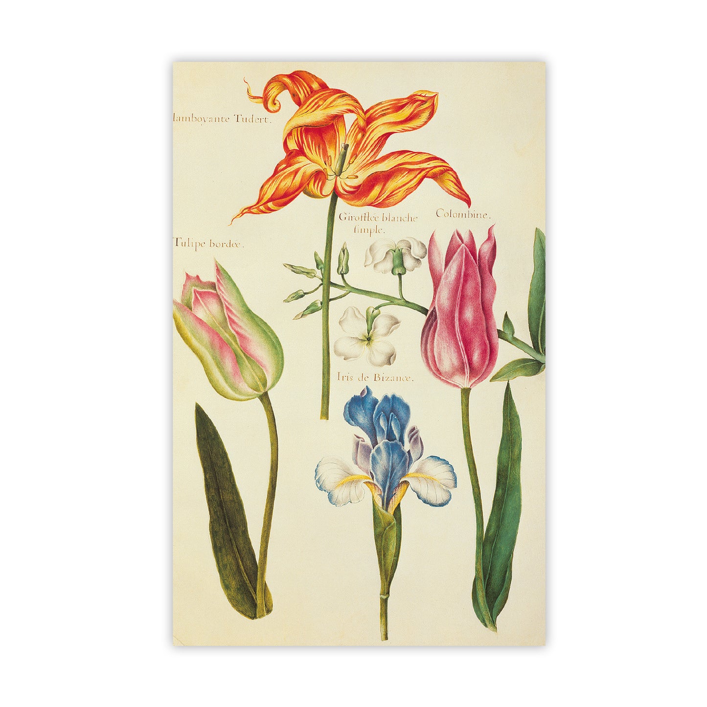 Tulips - Notecard pack