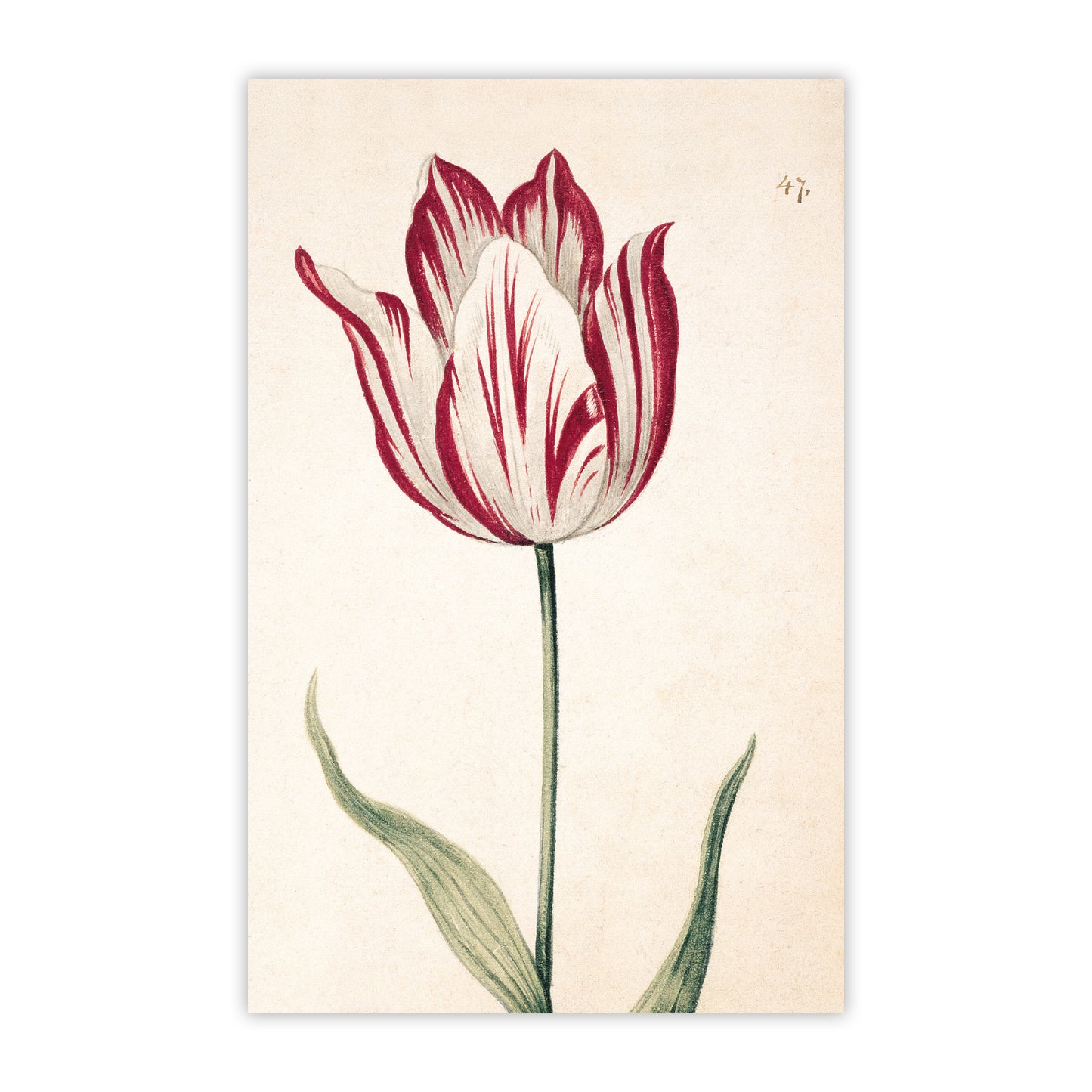 Tulips - Notecard pack
