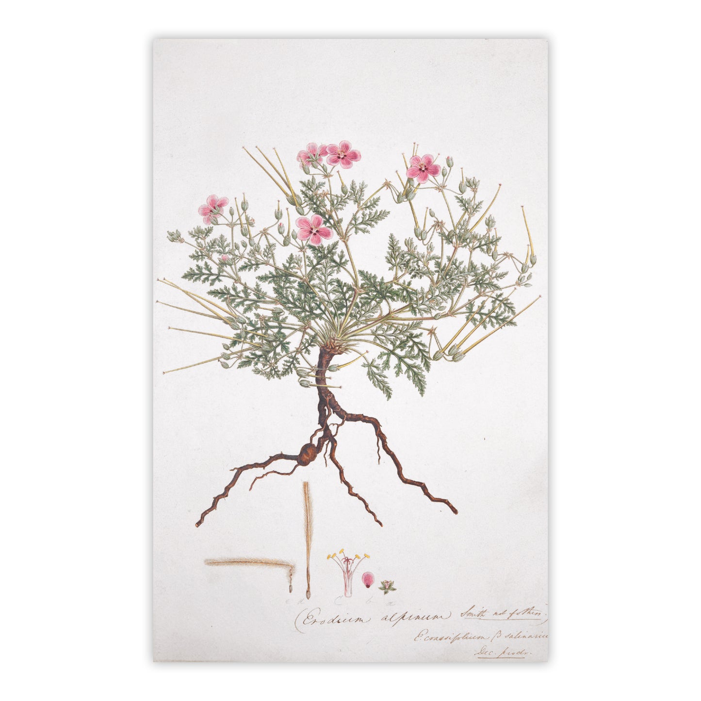 Flora Graeca - Notecard pack