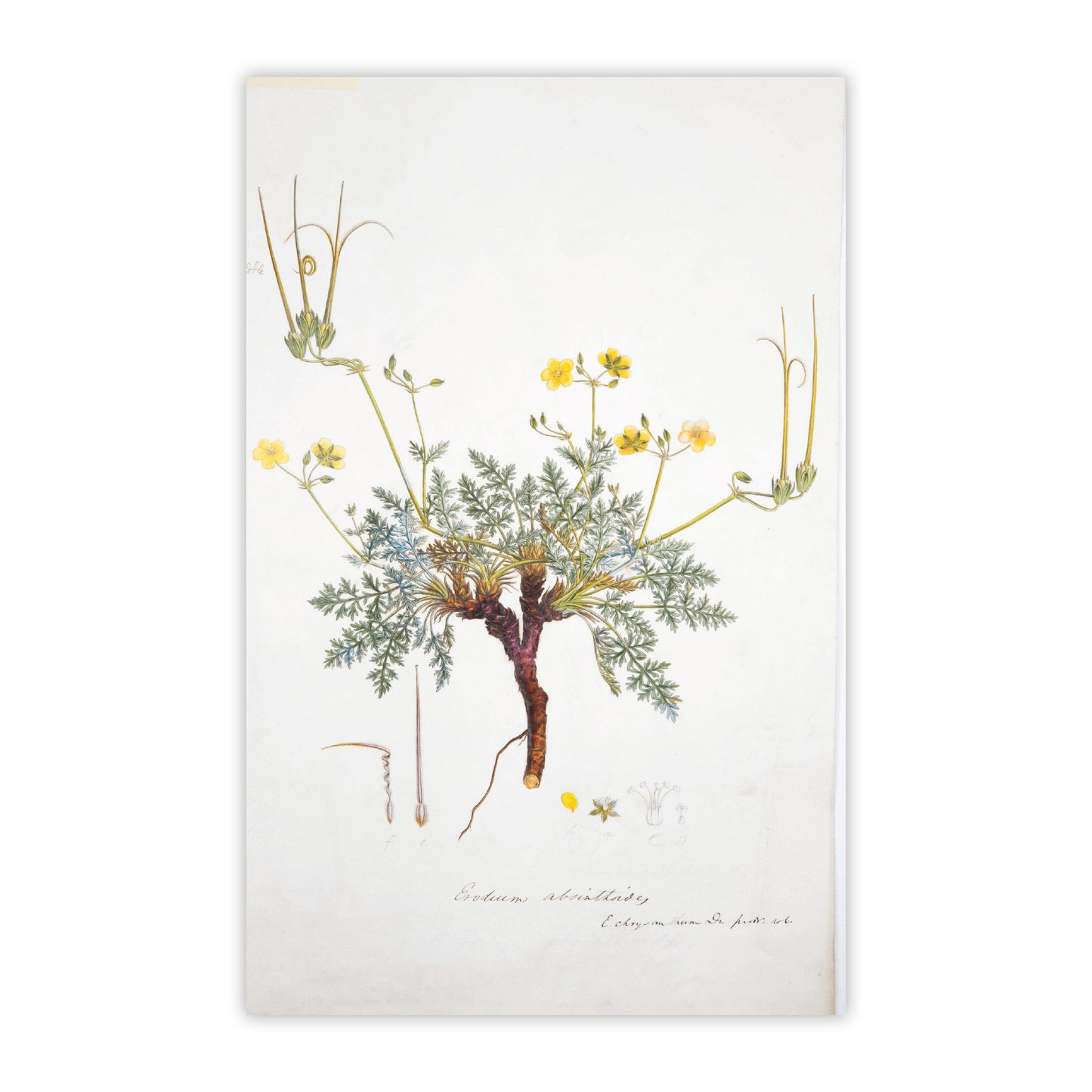 Flora Graeca - Notecard pack