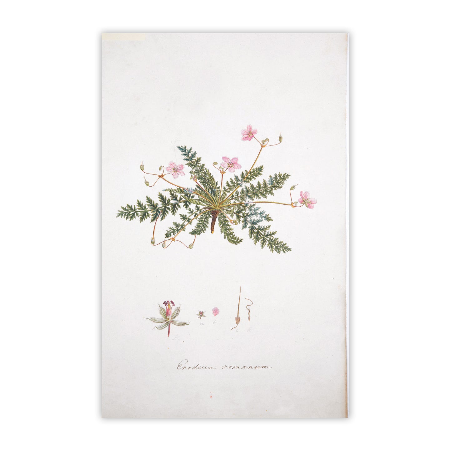 Flora Graeca - Notecard pack