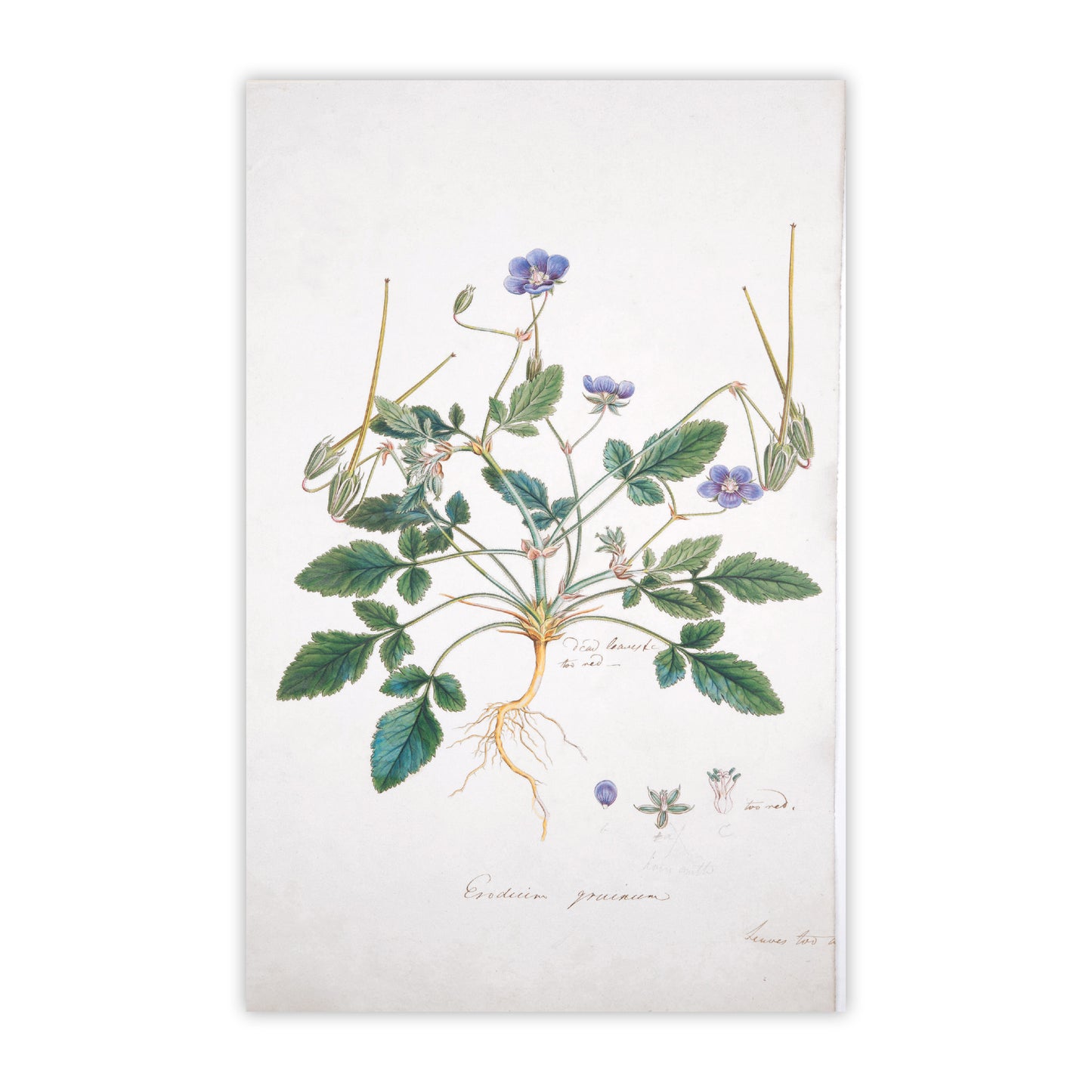 Flora Graeca - Notecard pack