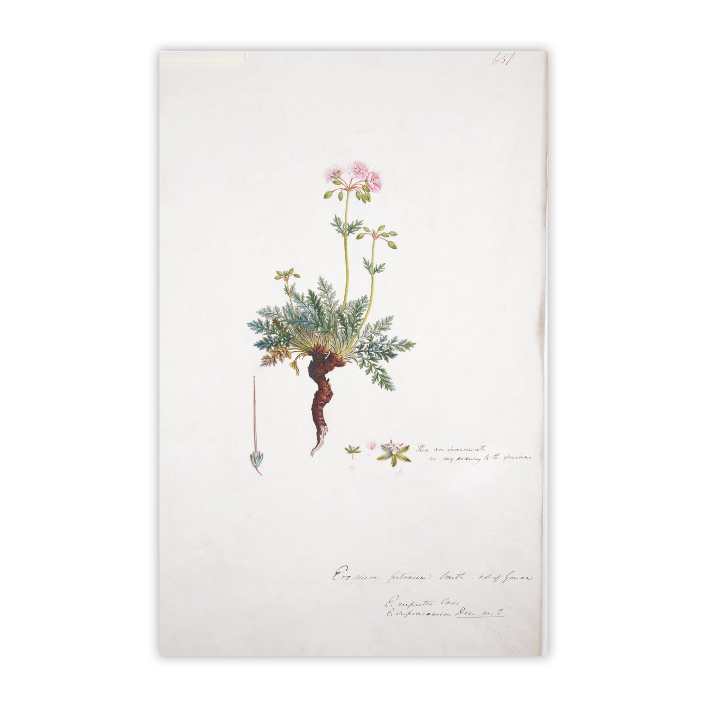 Flora Graeca - Notecard pack