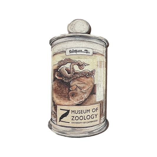Darwin's Octopus - Wooden magnet