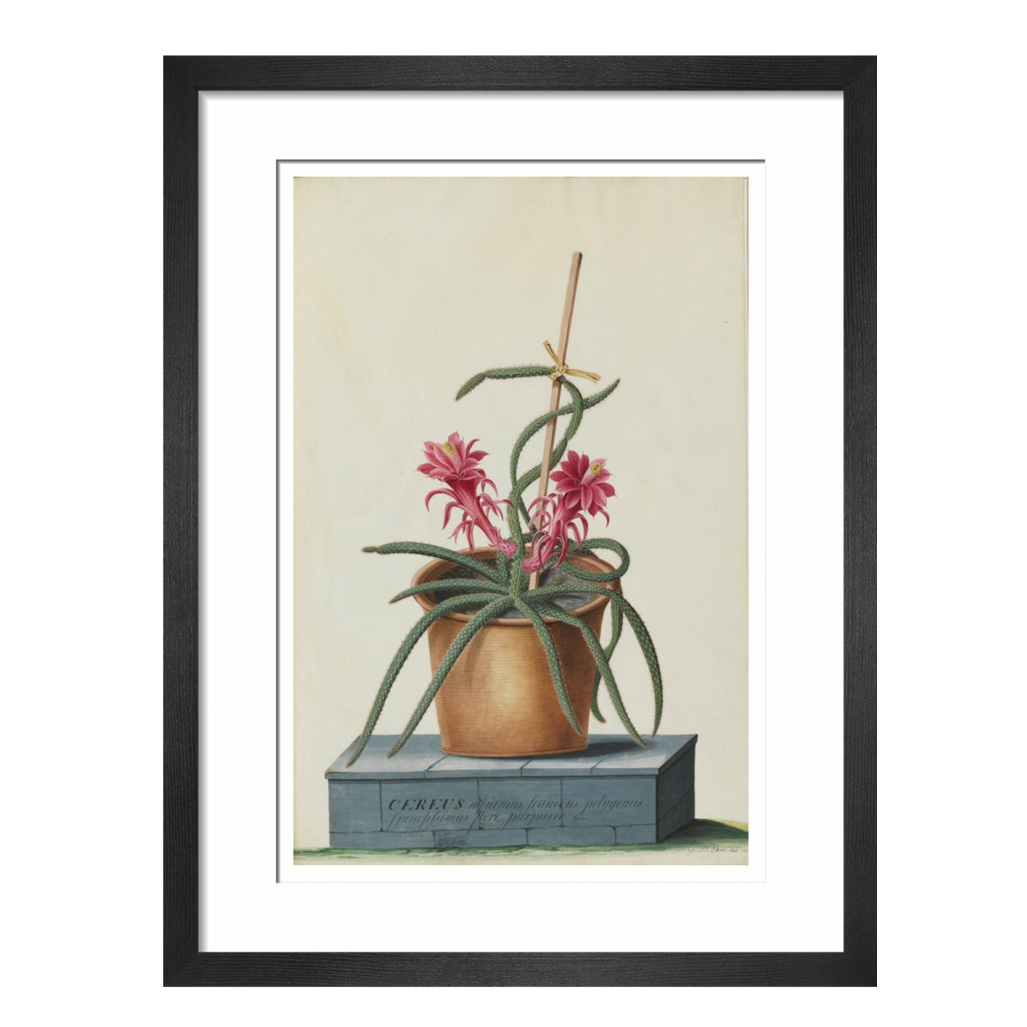 Rat's Tail Cactus - Art print