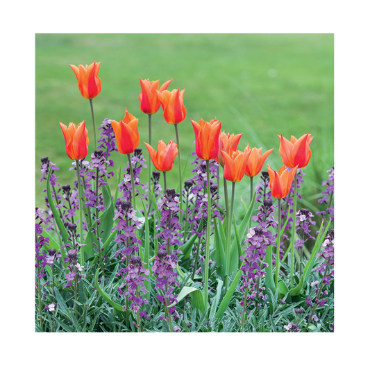Tulipa Ballerina and Erysimum 'Bowles's Mauve' - Greeting Card