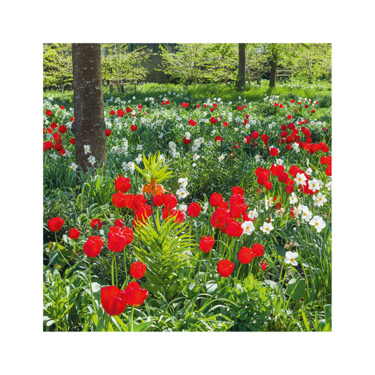 Tulipa Apeldoorn - Greeting card
