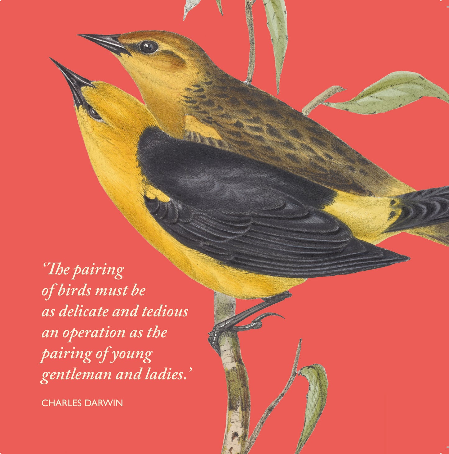 Darwin on Birds - Greeting card