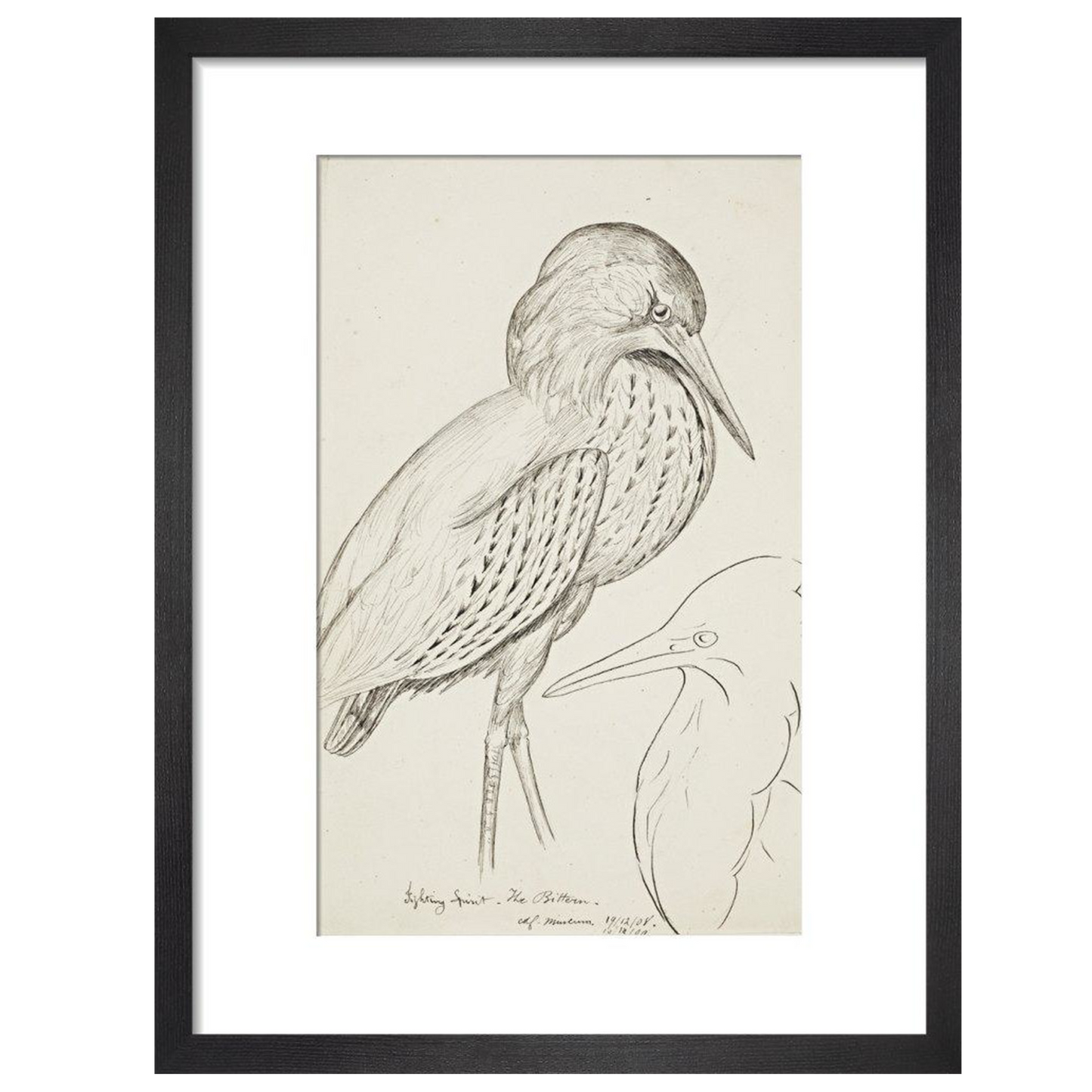 Sheet of studies (The Bittern) - Art print
