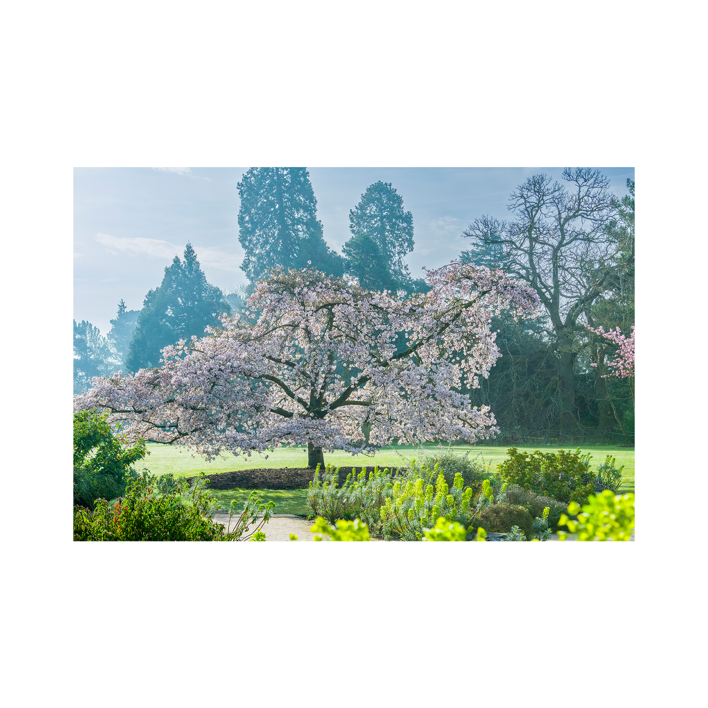Prunus sargentii with Spring Blossom - 99 pc mini tube jigsaw