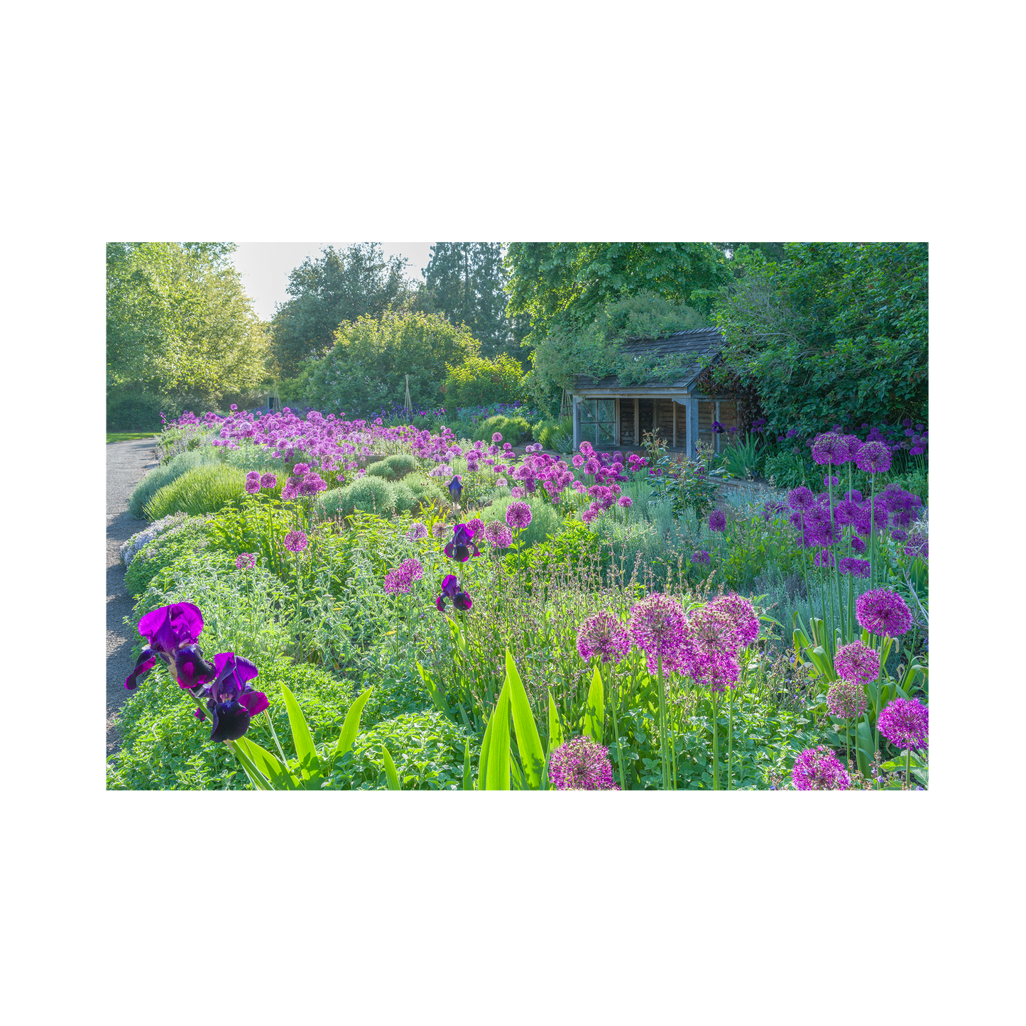 Alliums in Scented Garden in Summer - 99 pc mini tube jigsaw
