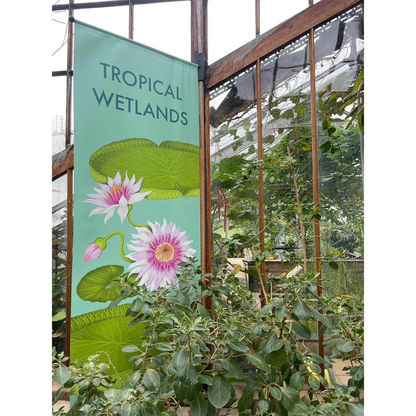 Tropical Wetlands - Mounted Print