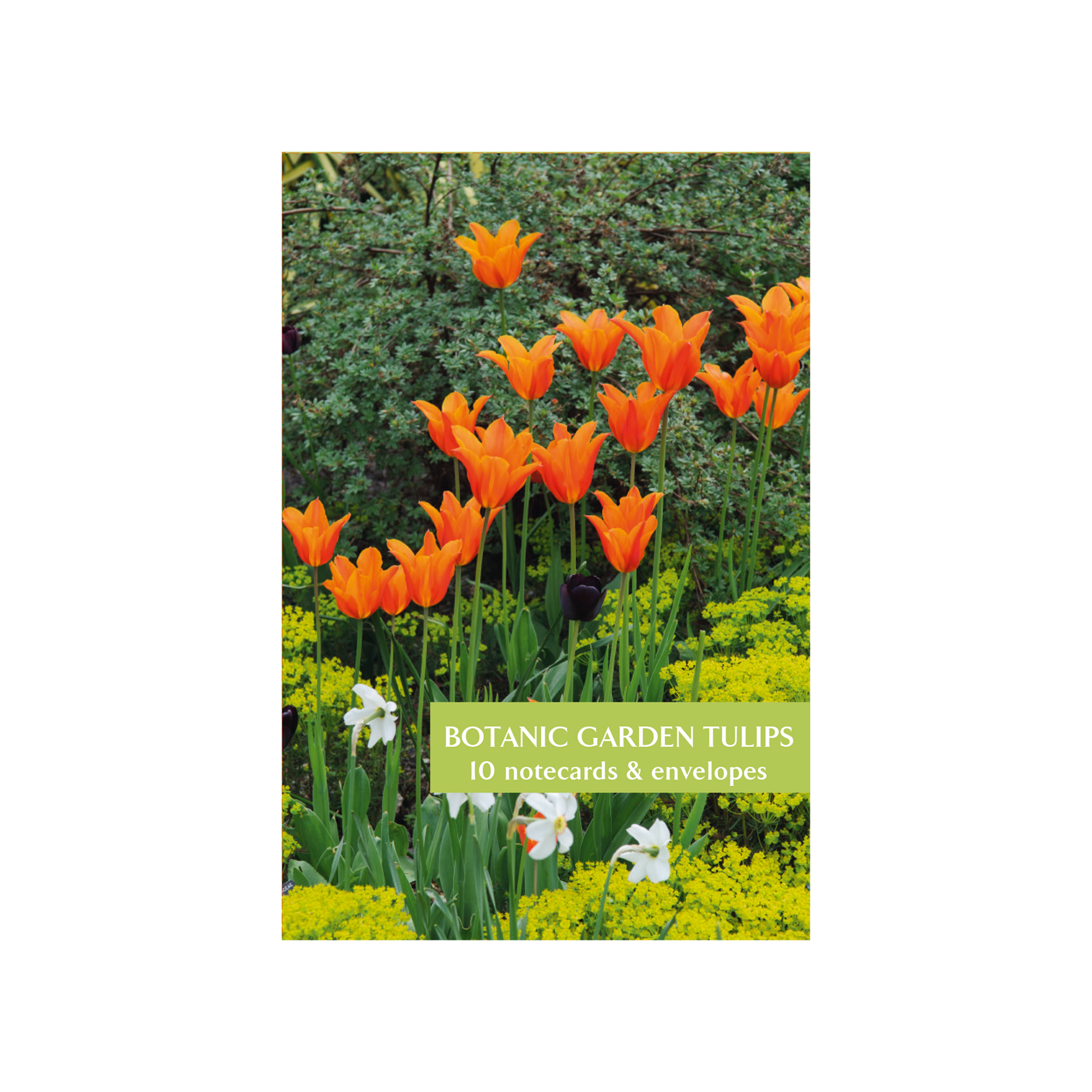 A pack of notecards featuring a photograph of orange tulips with a label indicating 'BOTANIC GARDEN TULIPS 10 notecards & envelopes'.