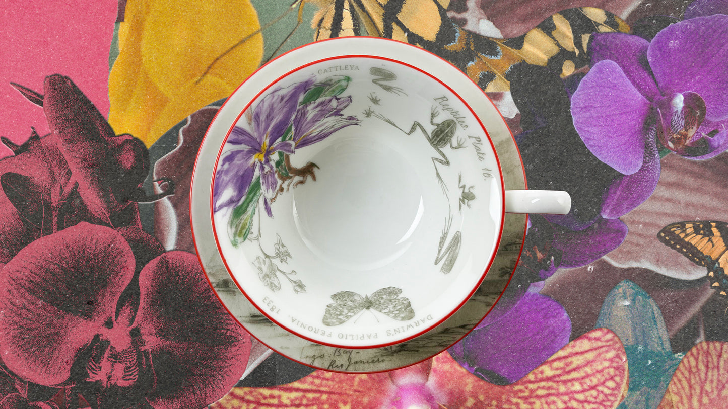 Darwin's Voyage of the Beagle: Brazil - 3 piece tea set