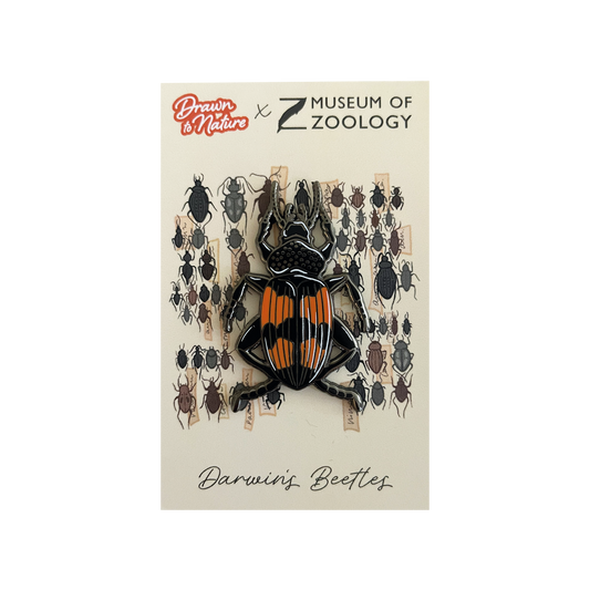 Darwin's Beetle - Enamel brooch