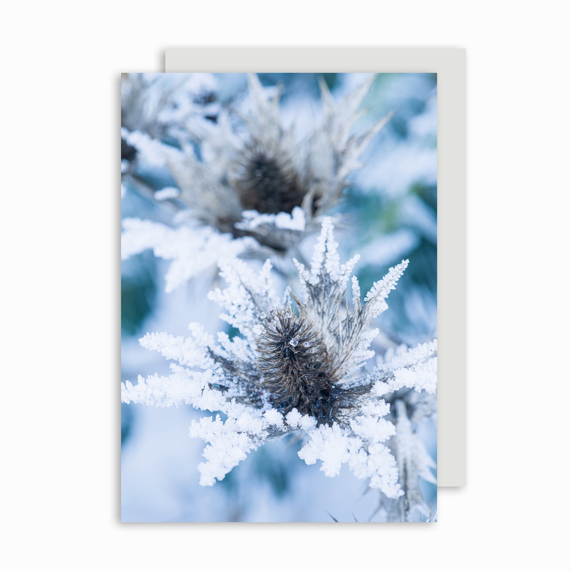 Christmas Card with winter flower