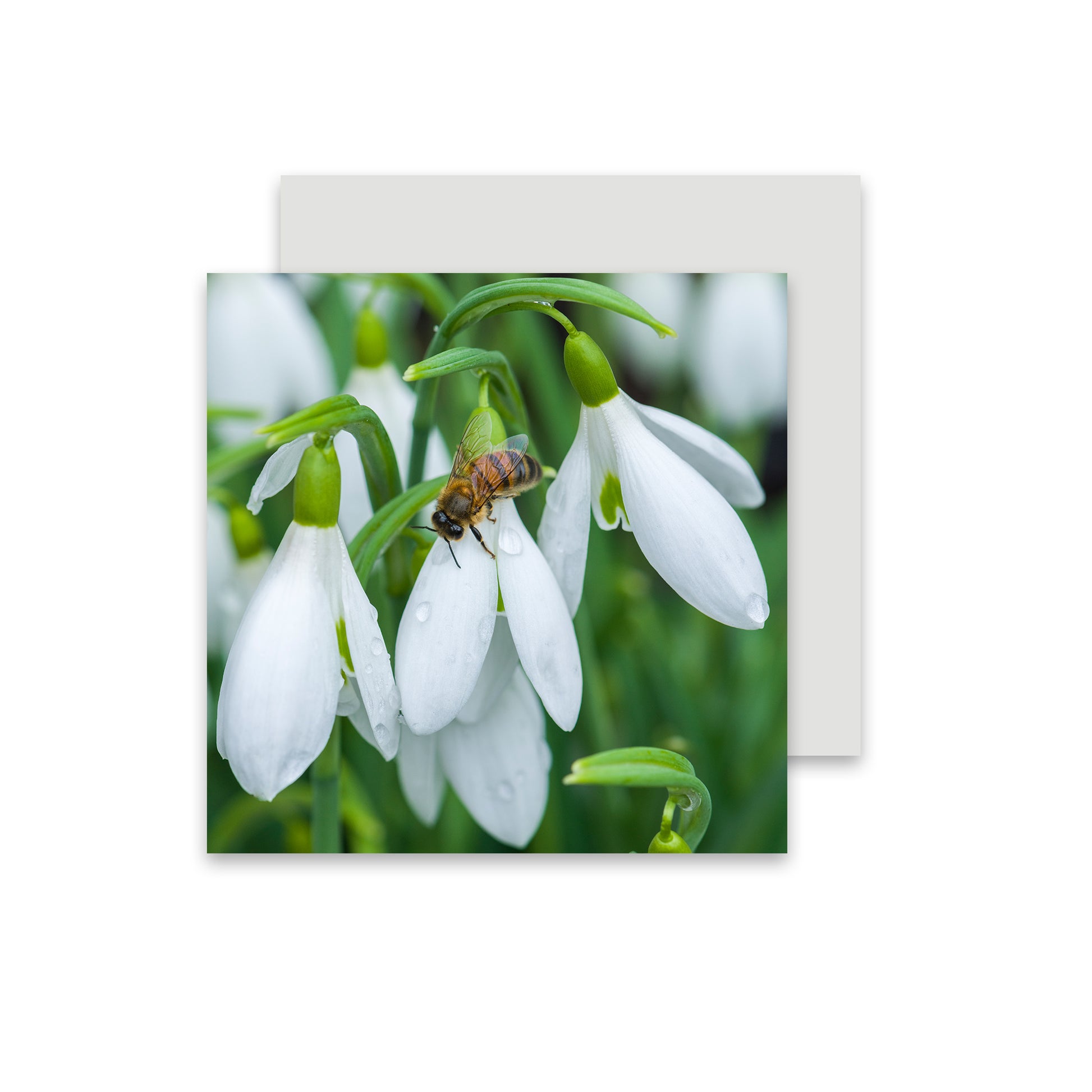 Christmas card featuring bee on snowdrop with envelope.