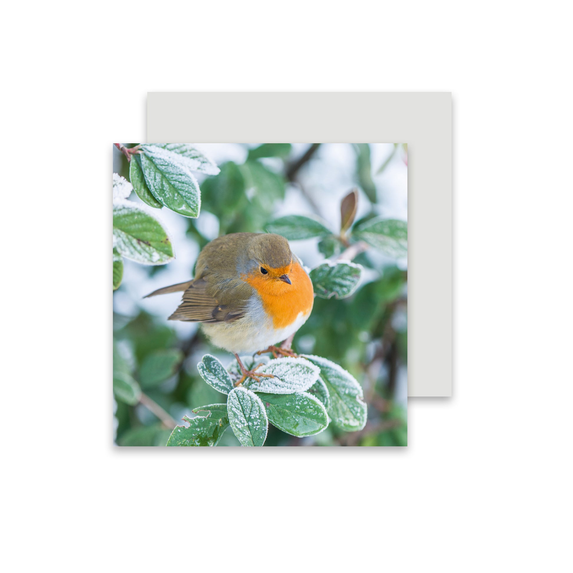 Christmas card featuring Robin on frosty branch.