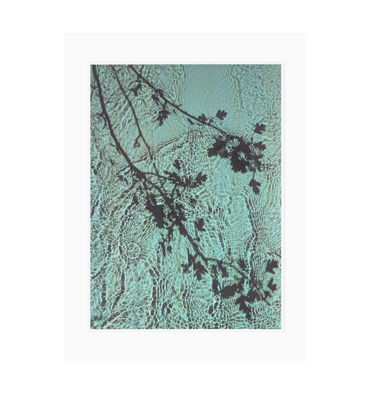 Limited Edition Print : River Taw Hawthorn (Detail)