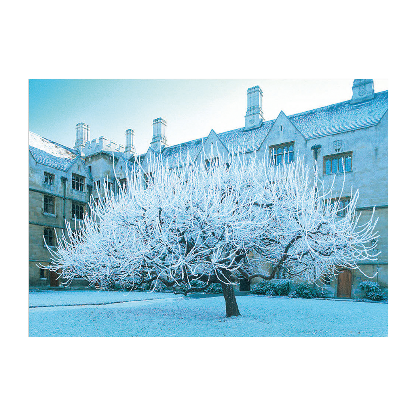 Frozen Mulberry, Bodley's Court, King's College - Greeting card
