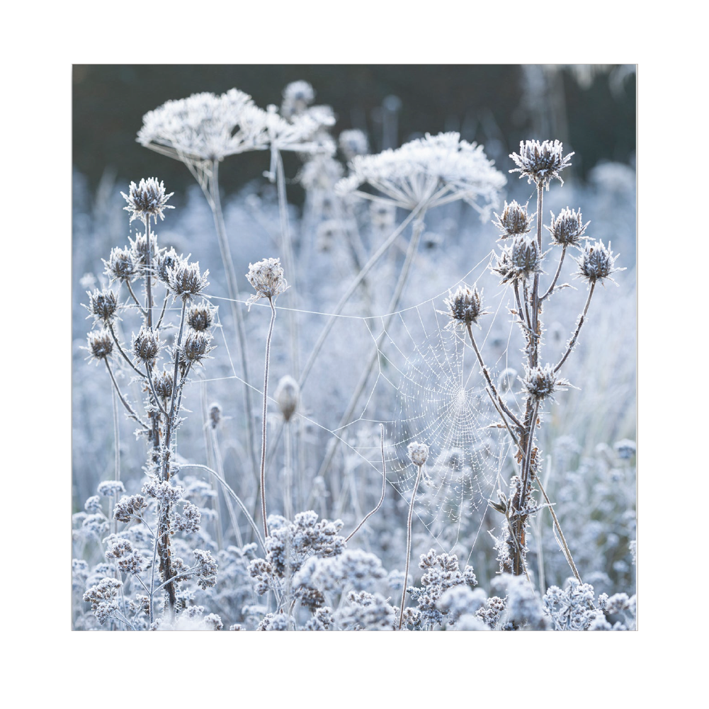 A photograph of frosted cobweb on seedheads, likely taken in a garden setting, representing the design on a Christmas card.