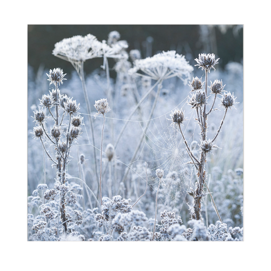 A photograph of frosted cobweb on seedheads, likely taken in a garden setting, representing the design on a Christmas card.