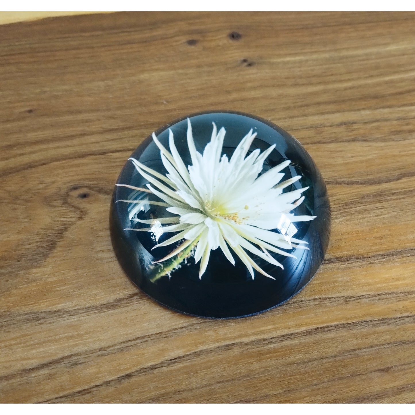 Moonflower paperweight