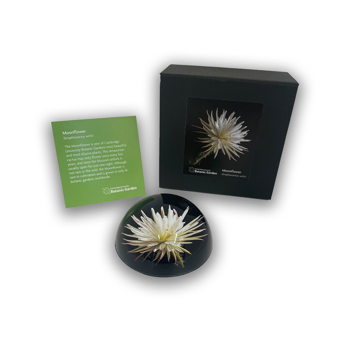 Glass paperweight with moonflower design