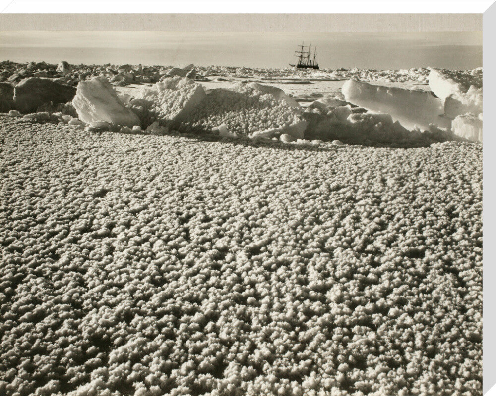 New leads covered with ice flowers in early spring