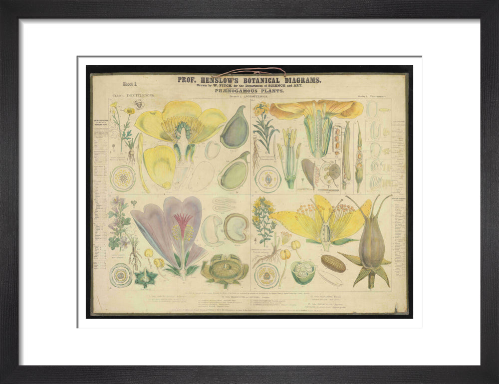 Professor Henslow's Botanical Diagrams: Sheet 1 - Art print